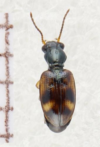 Bembidion articulatum